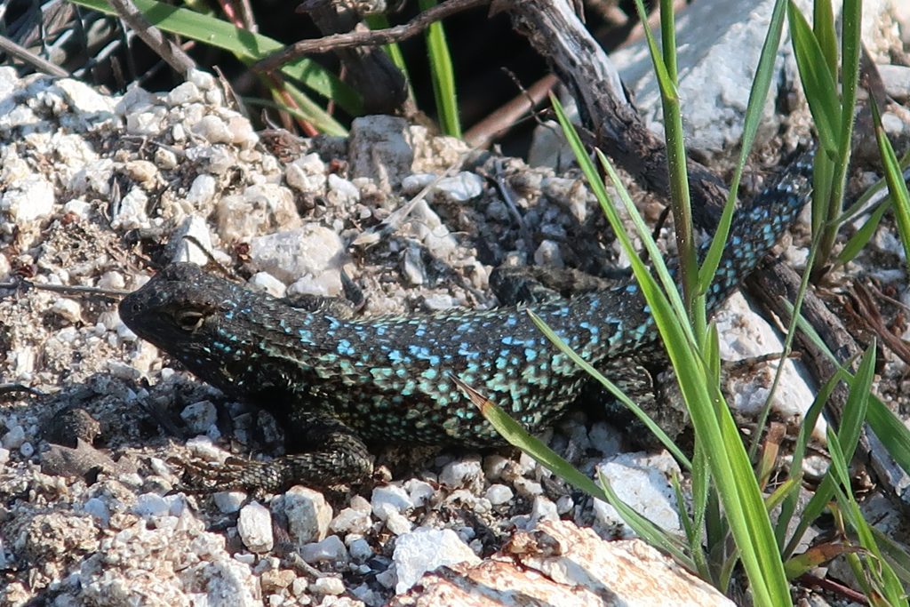 Western Fence Lizard 