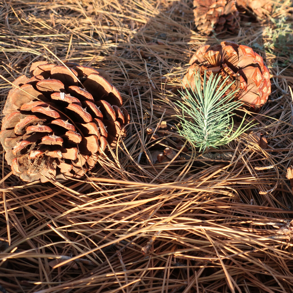 First year pine seedling next to cones from Ponderosa Pines.  