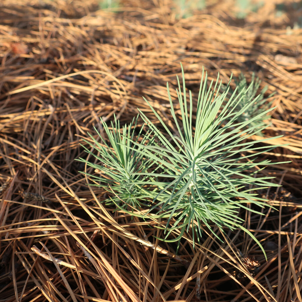 Close up of same pine seedling from about a foot off the ground.