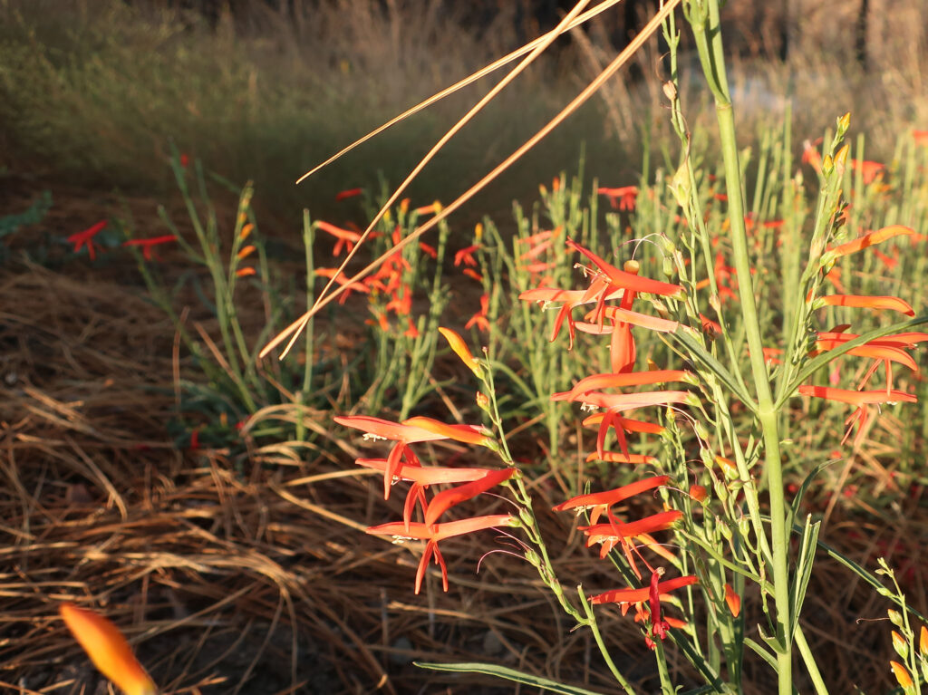 Penstemon growing near the pine seedlings at Grassy Hollow.